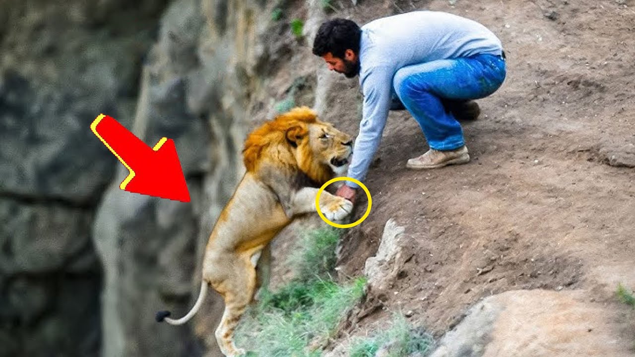 حيوانات طلبت المساعدة من البشر || واللحظة دي أبكت الملايين!