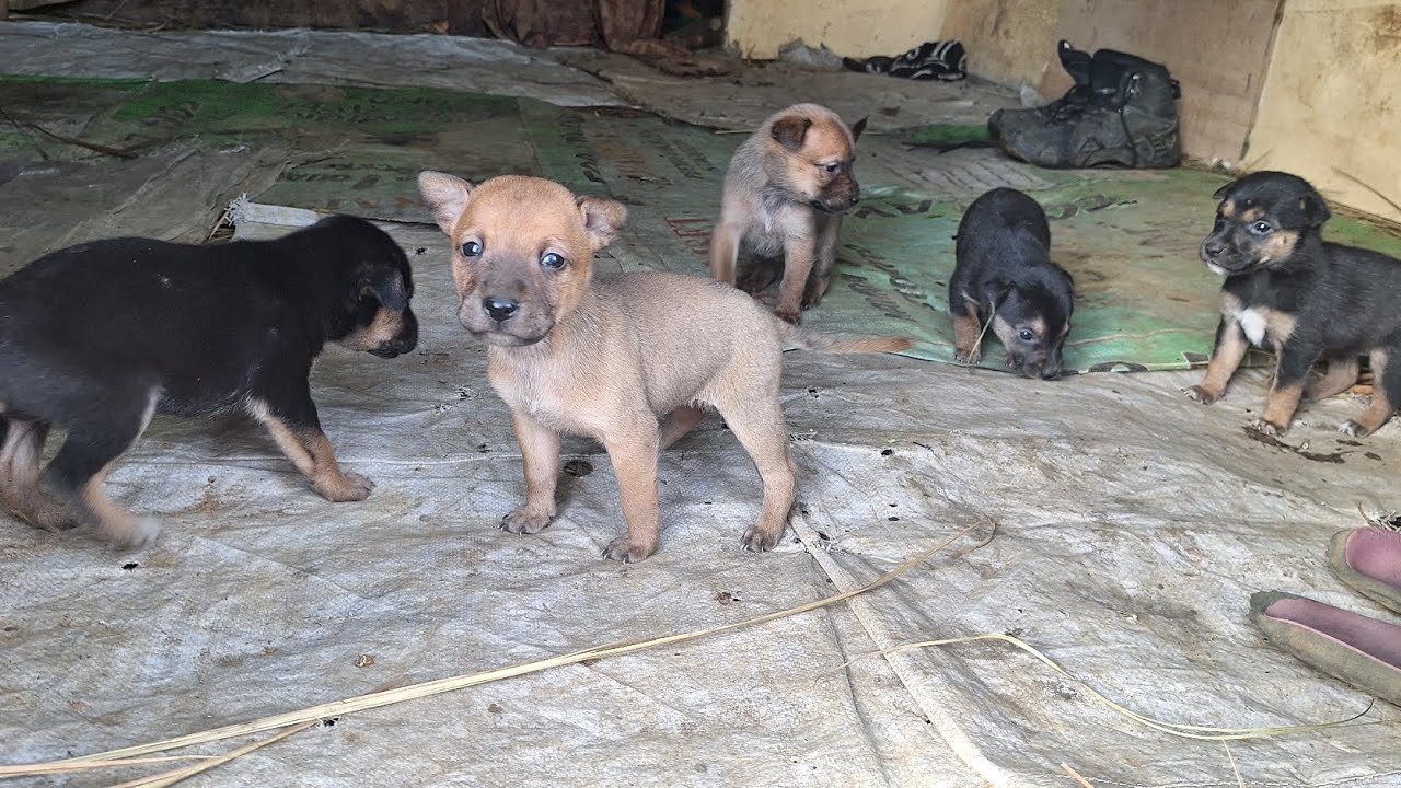 Playful bunch 🐶 Unedited video of the puppies 🐶