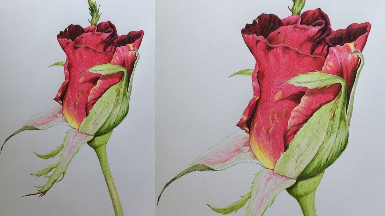 Rose Drawing in Color Pencils | Flower Drawing | Camlin Triangular Color Pencils