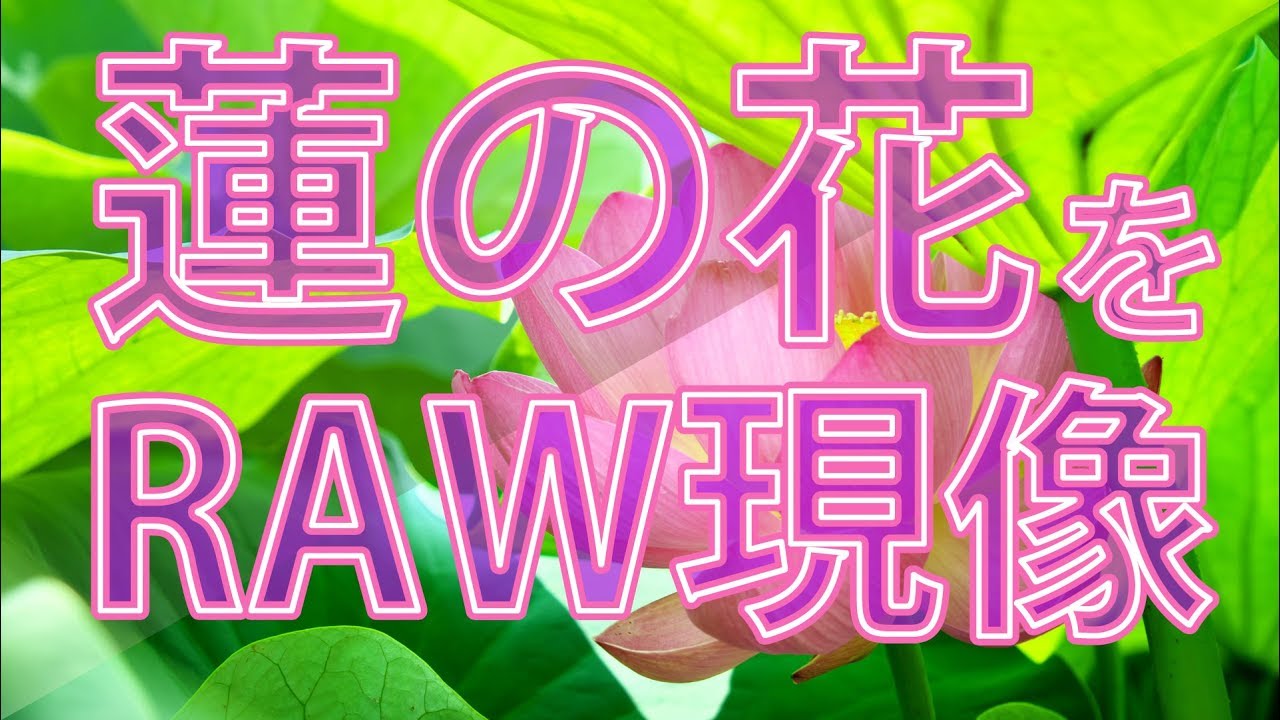 蓮の花をRAW現像(SILKYPIX)