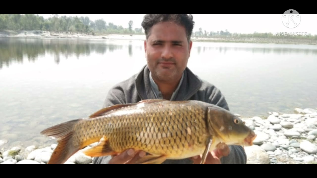 Best Bite gulfam fish۔cimical all time best results کیمکل گلفام مچھلی کے لیے