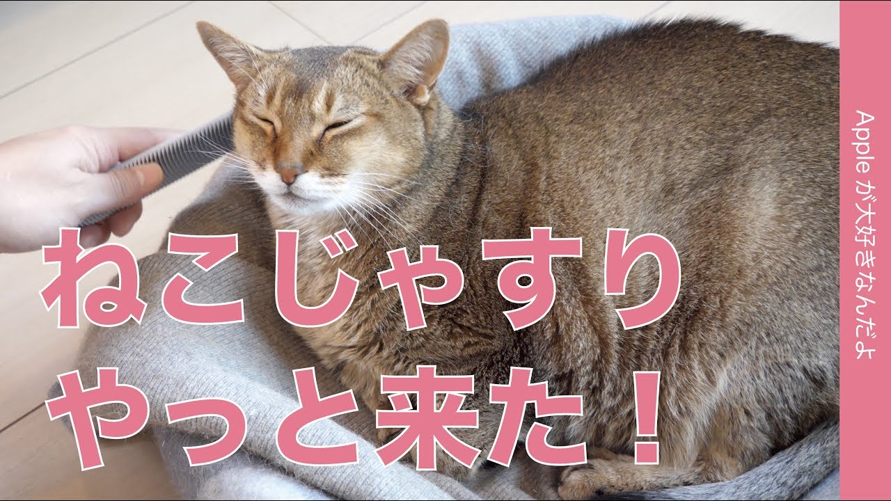 猫ウットリ！１ヶ月待った「ねこじゃすり」がやっと来た！・今日は「猫が大好きなんだよ」で人気製品をチェック！