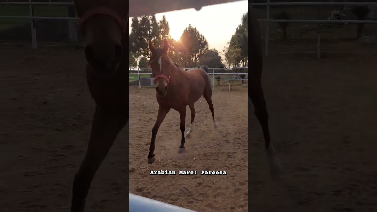 Arabian Mare (Pareesa) #horselover #horserider #horsebeauty #horseriding #horseride