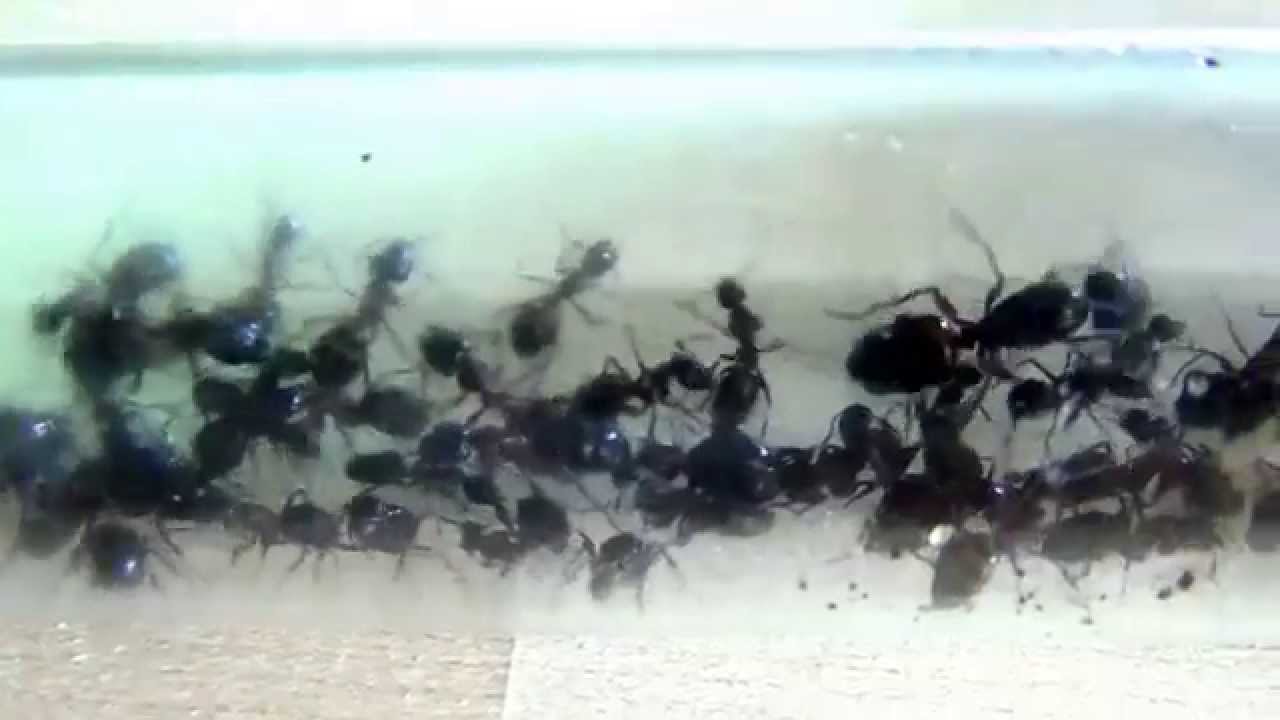 08 11 2015 Camponotus ligniperda (diapause)