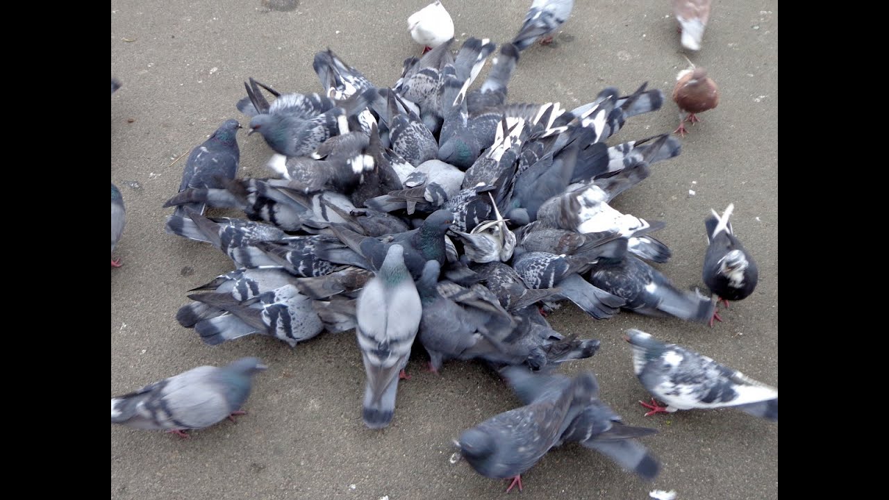 Catching Pigeons By Hand In Australia