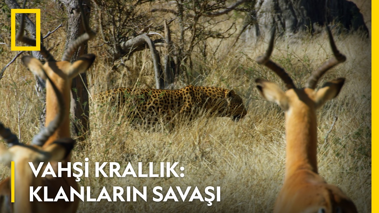 Güç Dengesi Yeniden Şekilleniyor | Vahşi Krallık: Klanların Savaşı | WILD