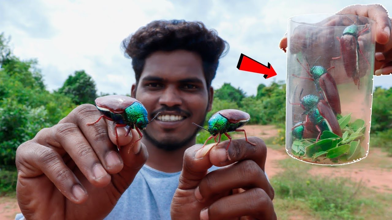 90's Kit's Favorite பொண் வண்டு பூச்சி ..Pon Vandu Poochi Catching ....