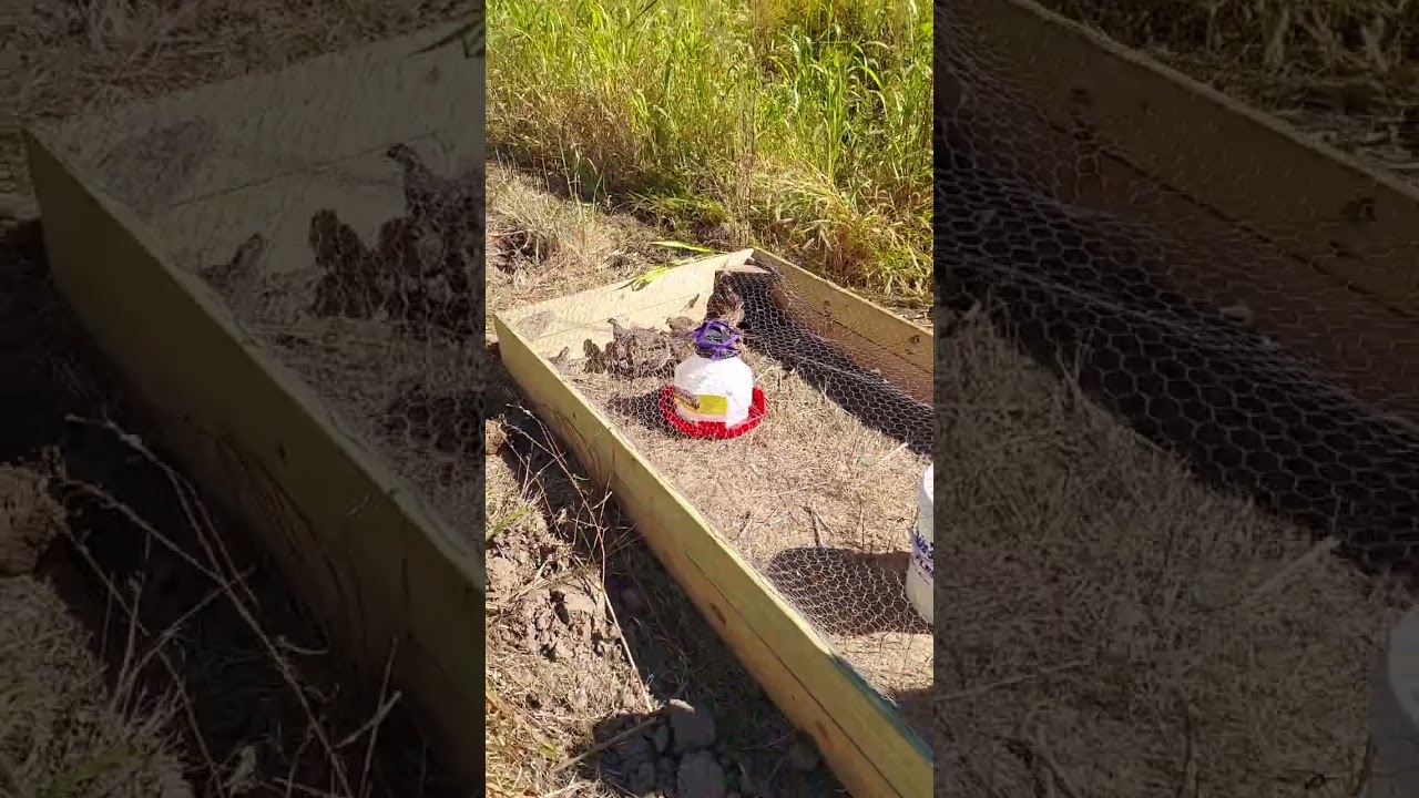 early quail release system