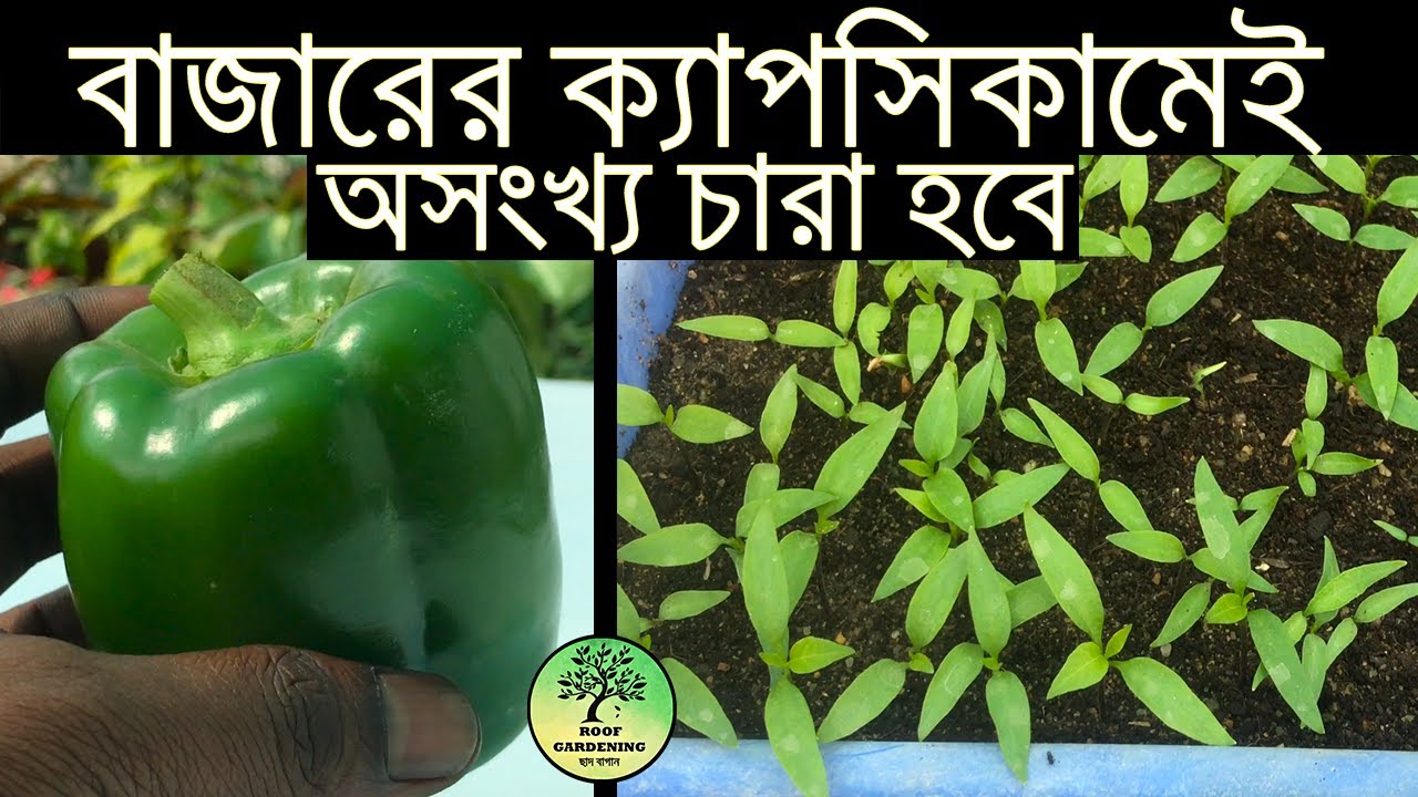বাজারের ক্যাপসিকাম থেকেই গজাবে অসংখ্য চারা 🌱  Grow Capsicum from seeds / Roof Gardening