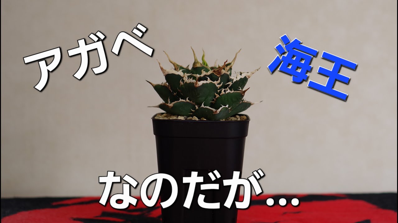 アガベを見るだけ！ 雑談 ♯32 海王