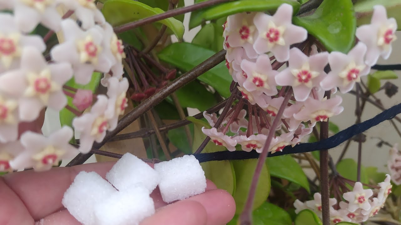 MUM ÇİÇEĞİNE (HOYA) PATIR PATIR ÇİÇEK AÇTIRAN KÜR TARİFİ