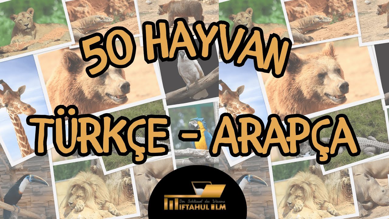 50 Hayvan Arapça'da | Hayvan İsimleri ve Seslerini Öğrenmek