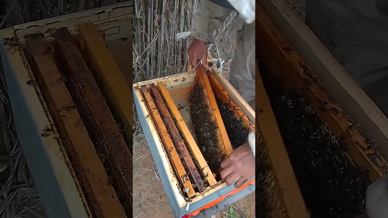 كيفية تطوير الخلايا الضعيفة