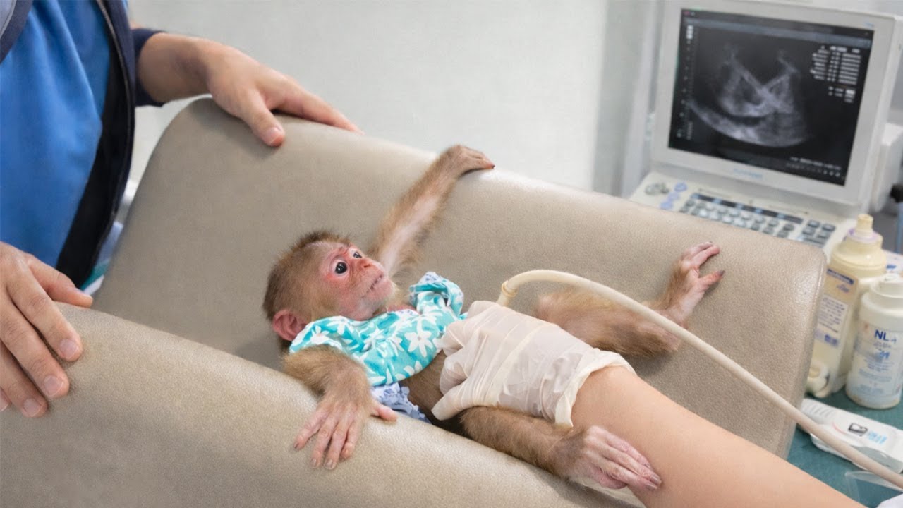 Dad Gets Worried and Takes Kyo to the Doctor — She Needs a Checkup and Ultrasound