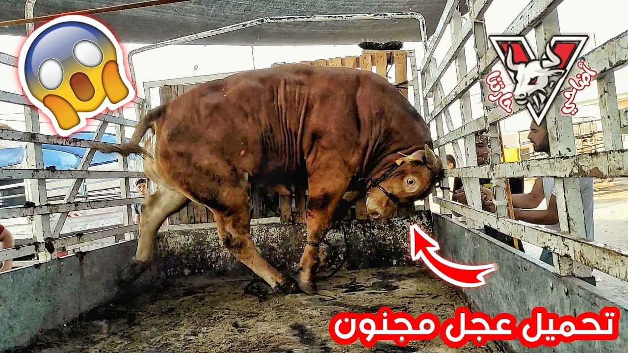 ترسين وتحميل أقوى 3 عجول برتغالية من داخل شركة أبناء خالد عفانة
