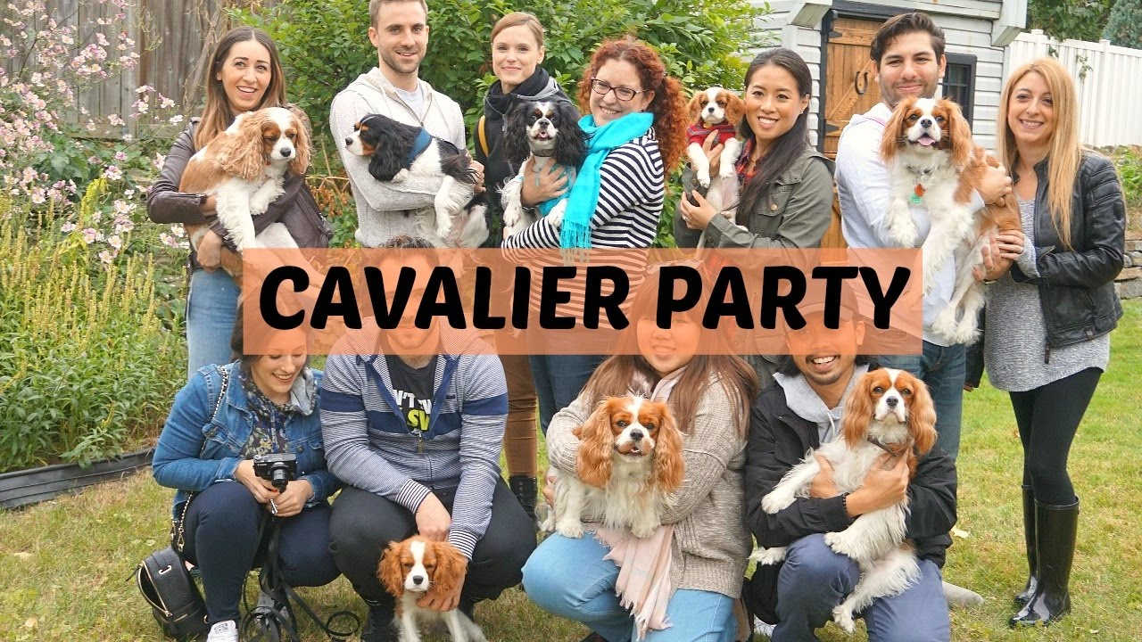 Cavalier King Charles Spaniel dog puppy Party | October 2016 | Montreal