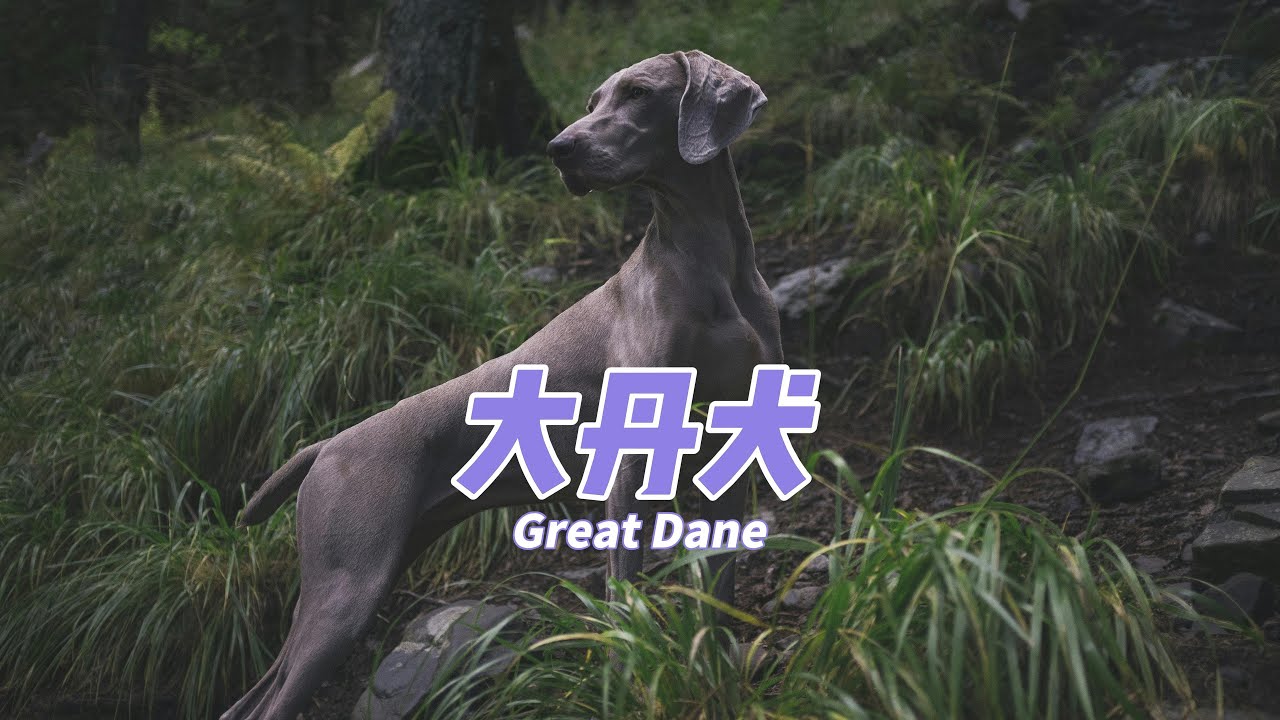 大丹犬是什么？