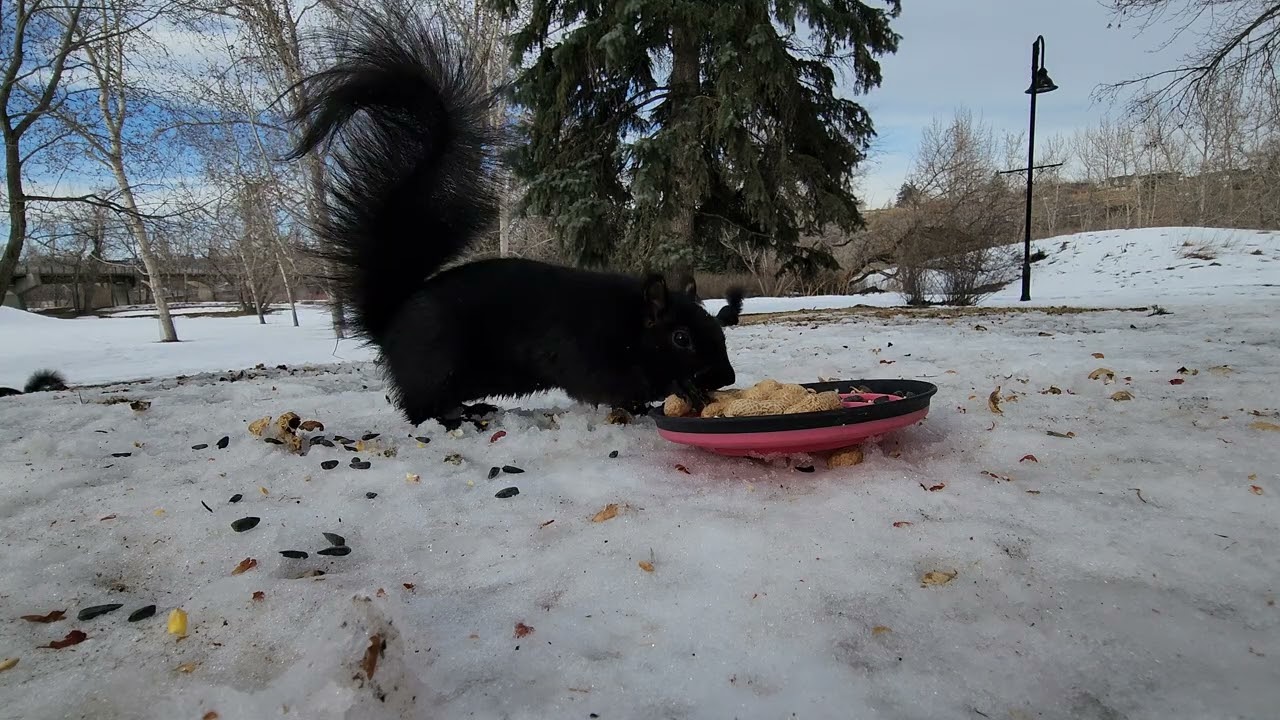 🐿️🐦🌡️⬆️