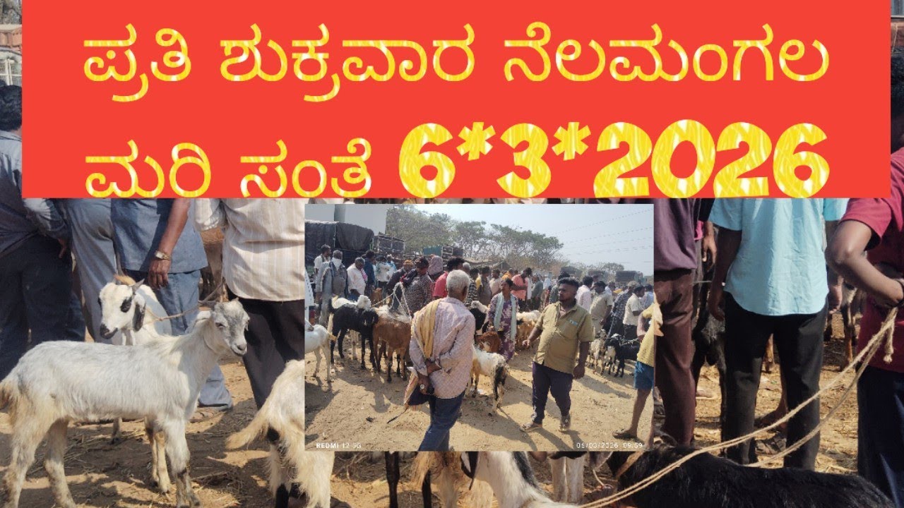 Nelamangala ಮರಿ ಸಂತೆಯ ಸೊಬಗು@ agrianimals# 6*3*2026# friday nelamangala sheep goat market#