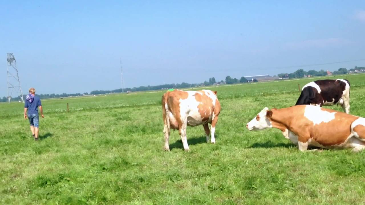 Jaring Brunia is &eacute;&eacute;n van de boeren van het Waddenrundvlees