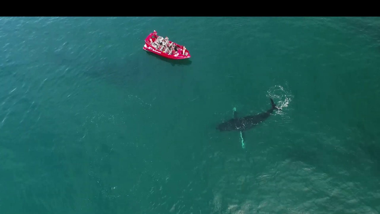 Humpback whales around the Jet Adventures jet boat in the South West of Western Australia - 3 of 4