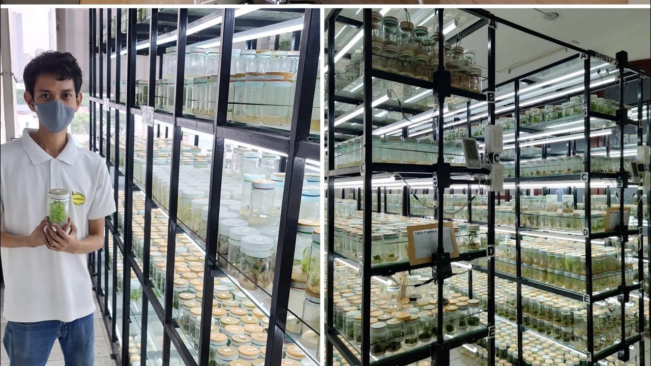 Plant Tissue Culture Laboratory in Pasig, Philippines