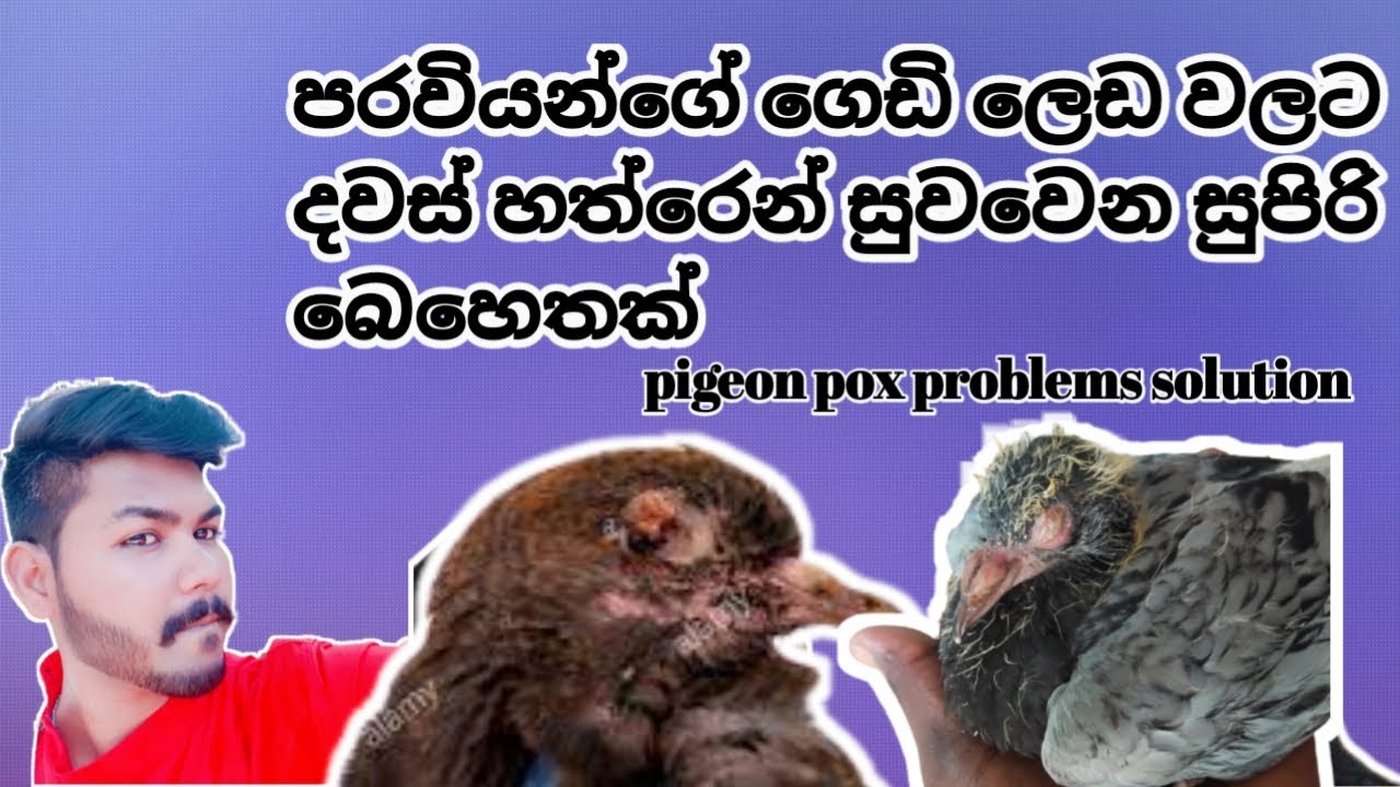 Pigeons pox best medicine / පරවී ගෙඩි ලෙඩකට හොද බෙහෙත්