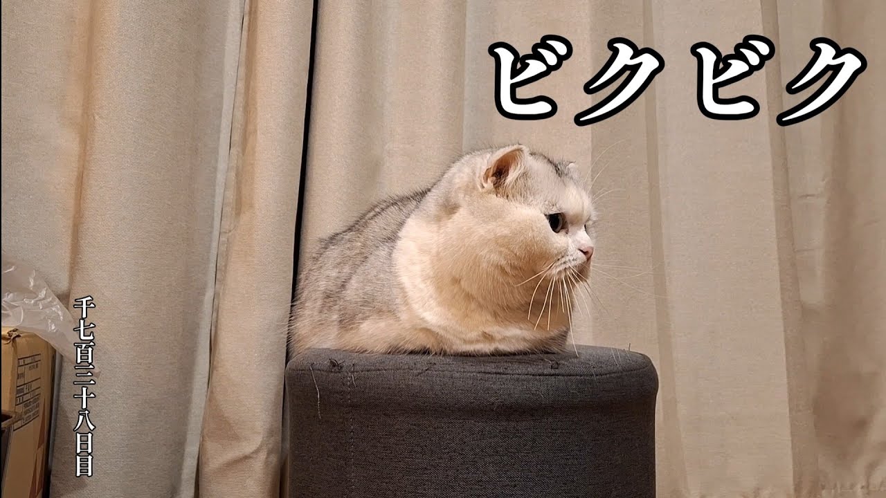 ビクビク　こねこ成長日記　千七百三十八日目