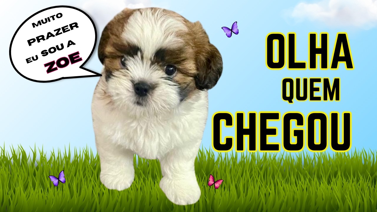 Olha quem chegou pra viajar com a gente! 🐶
