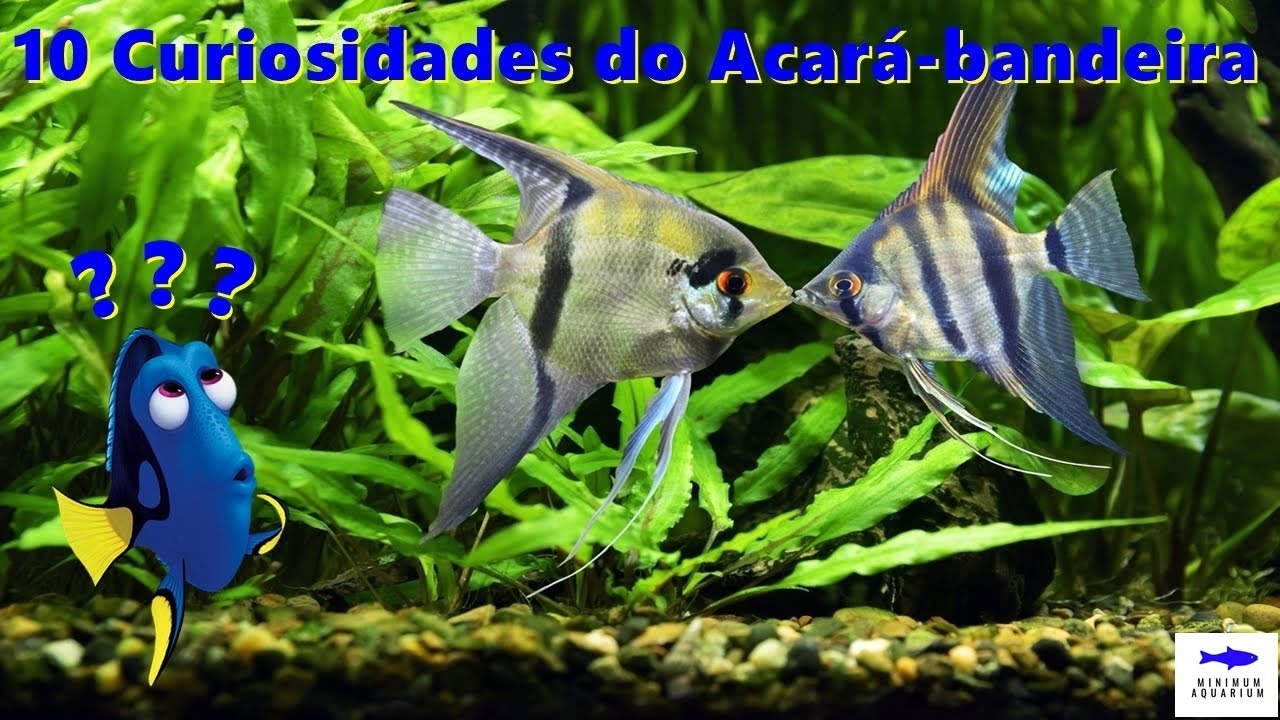 Curiosidades do Acará - Bandeira