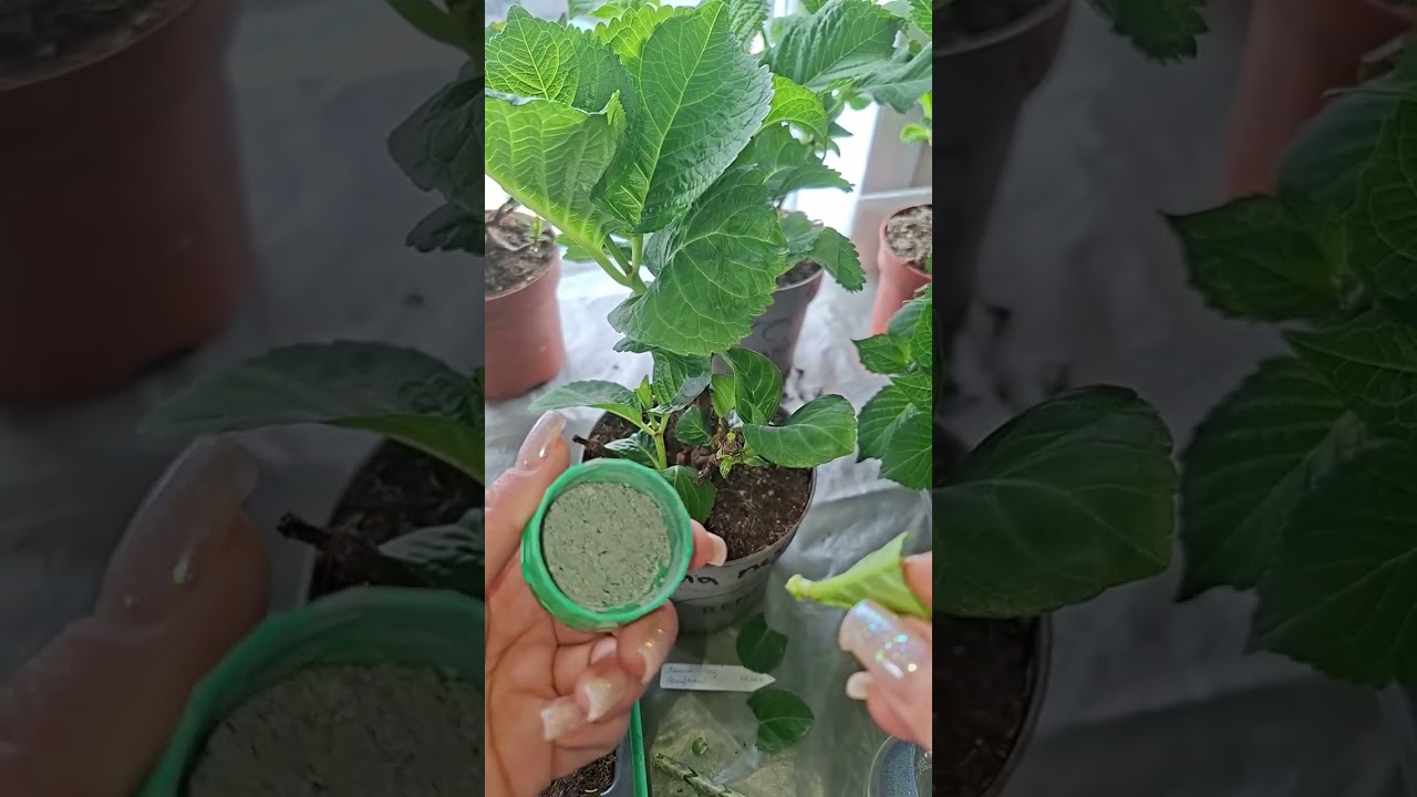 Черенкую гортензию крупнолистную (европ. саженцы)#рекомендации#garden#саженцы#flowers#черенкование