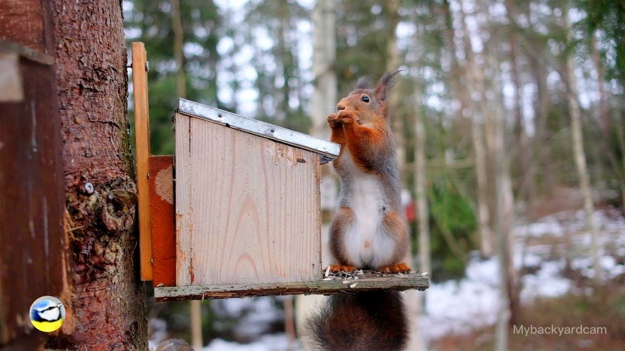 Squirrel Tony came restaurant in the morning. Nov-30-2022