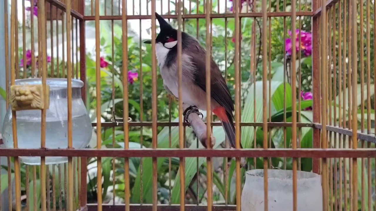 Chào mào Hót Ché ,giọng kích kích bổi sổ giọng Luyện Giọng cho bổi Nghe Là Hót Giọng Rừng
