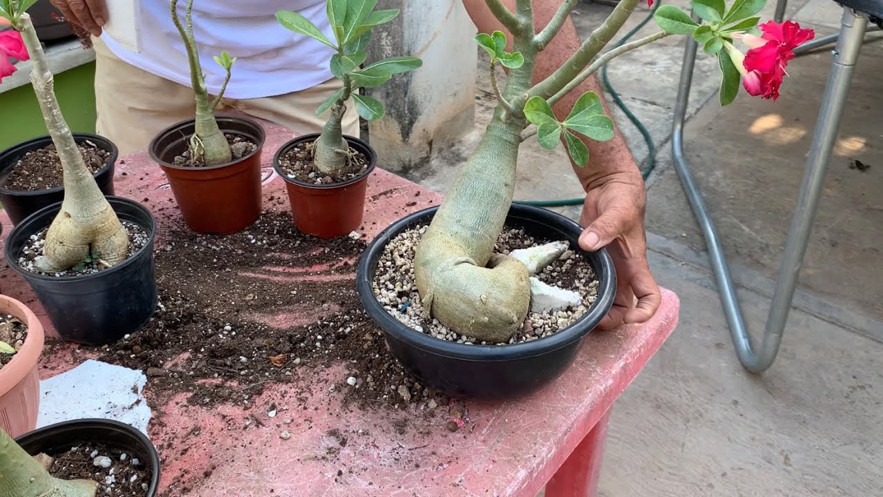 🌱CÓMO ENGROSAR CAUDEX Y DESARROLLAR RAÍCES🌱/EFECTIVO/LAS PLANTAS DEL ABUELO GINO 🍃
