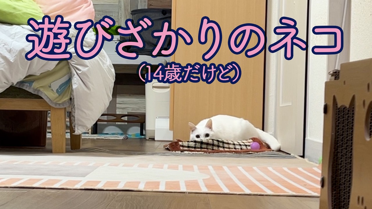 【猫の相性は…】楽しく遊ぶろざりさんが気に食わなくて不貞腐れながらも遊ぶ紋次朗　ろざりと紋次朗の日常#55