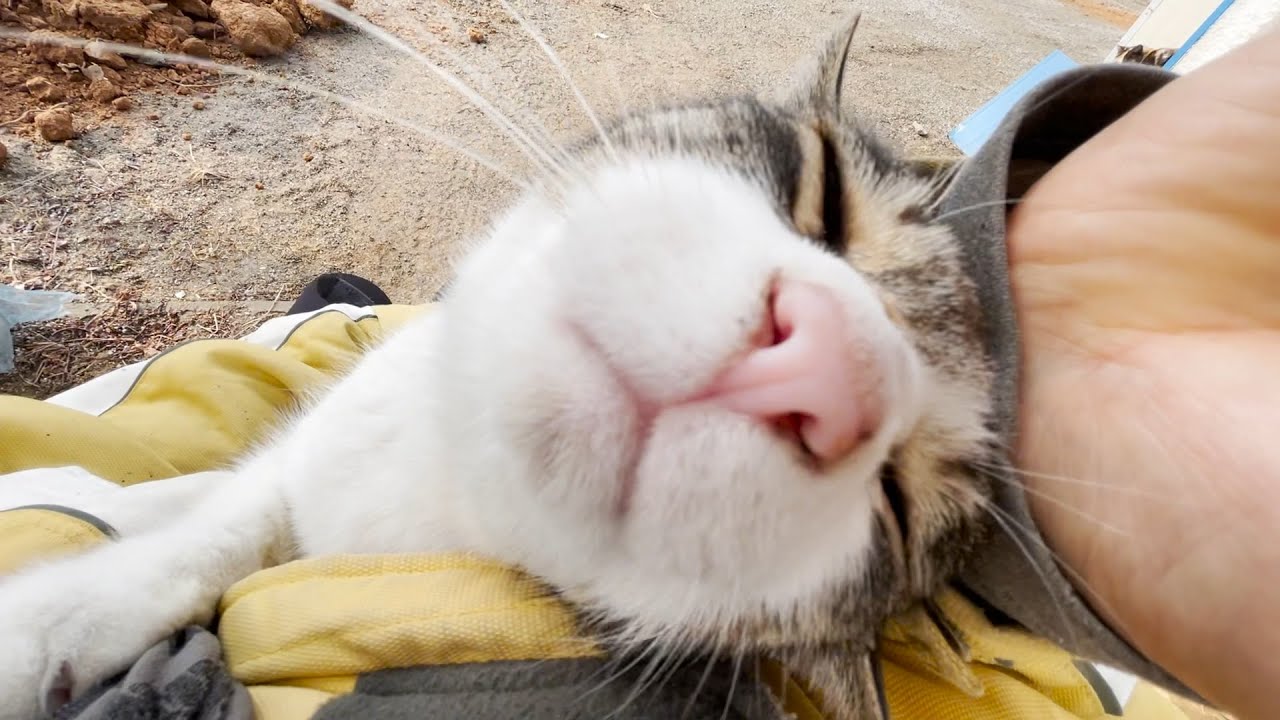 달라붙어서 떨어지지 않는 고양이