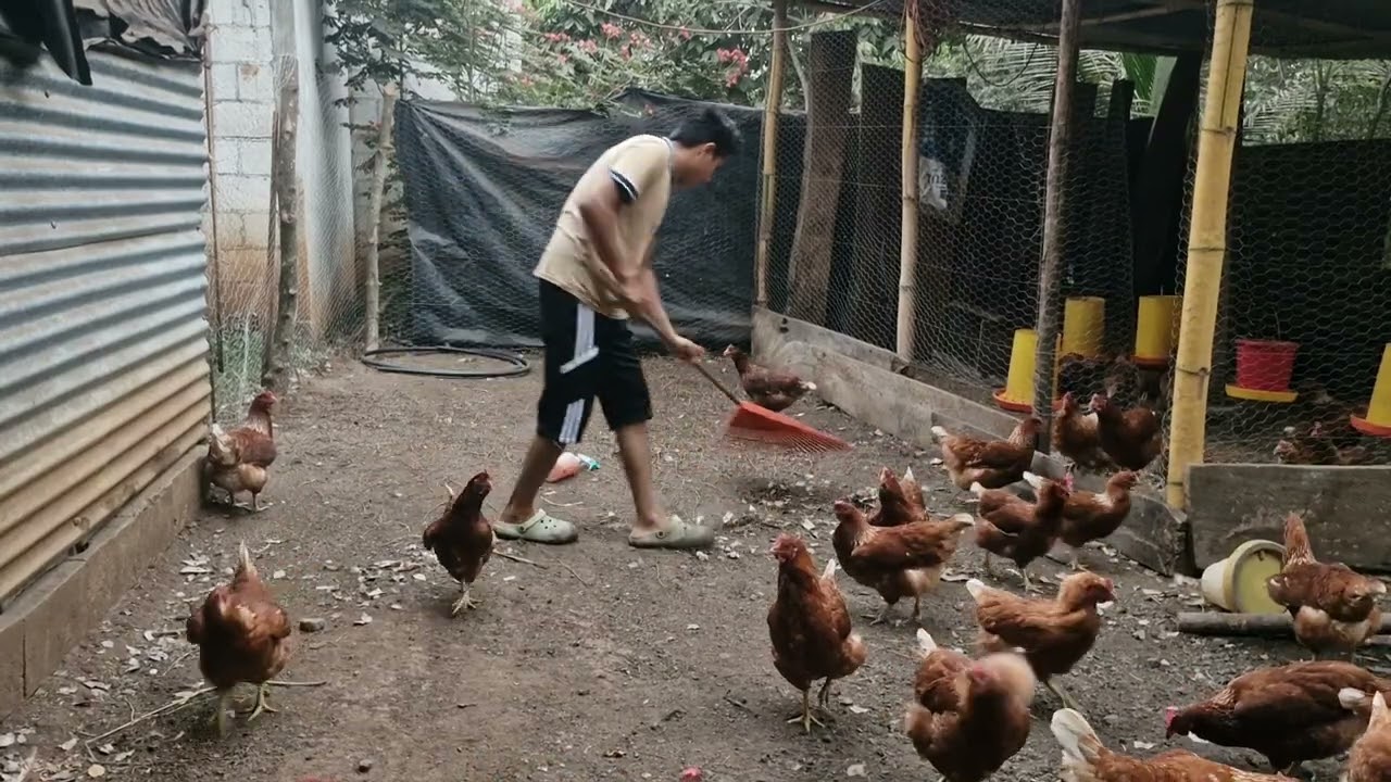Limpiando la Granja 😍