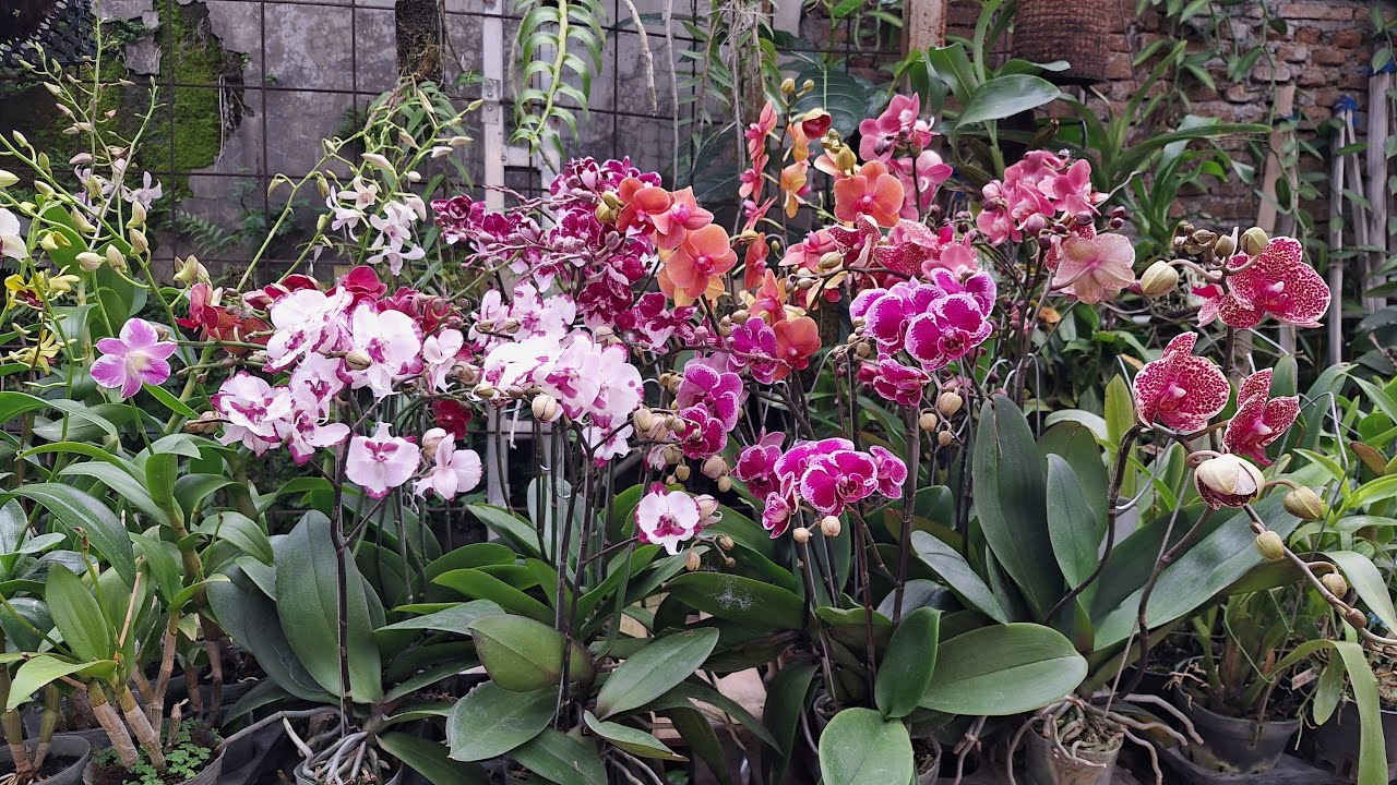🔴Panen Angbul Koleksi Terbaru😻Varian Cantik Wajib Di Lirik🤠✅️