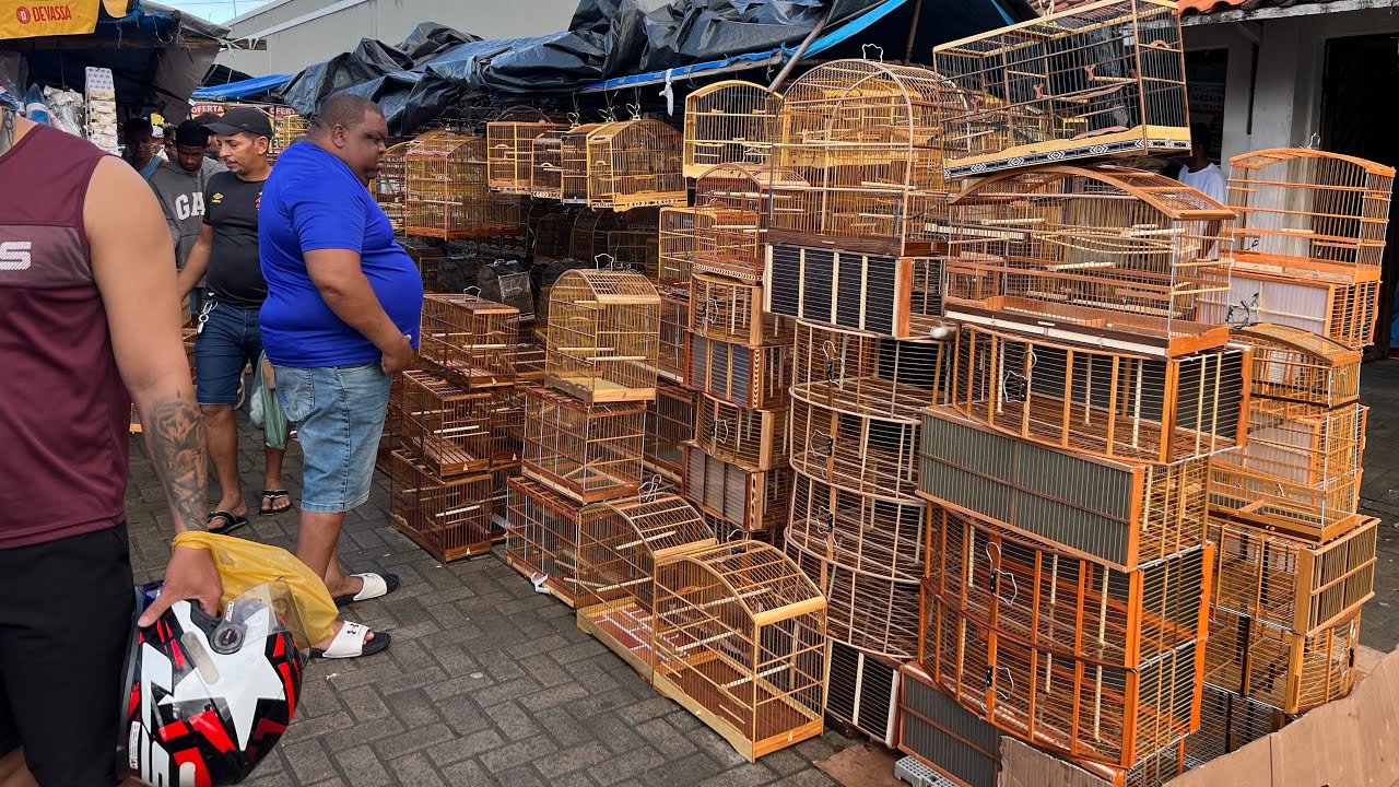 Feira de Gaiolas do Cordeiro acessórios rações promoções 29/06/2025