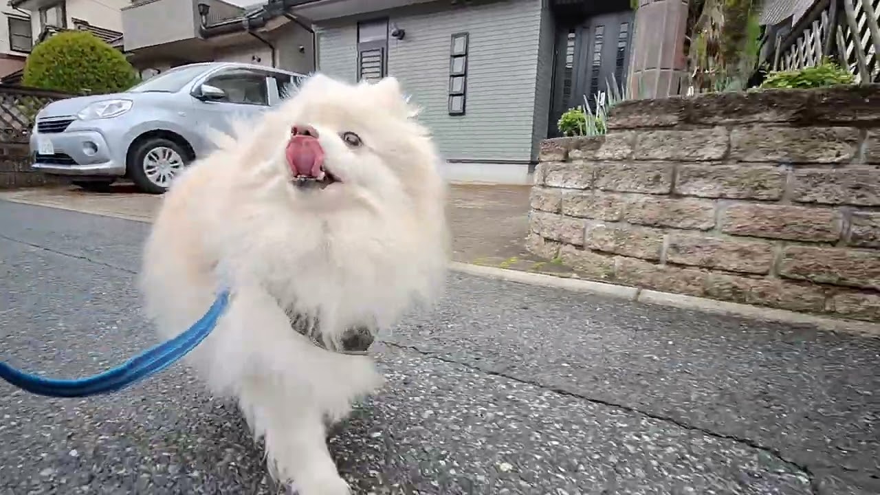 2026年3月16日月曜日　ポメラニアン？🐶　お散歩　テテ！