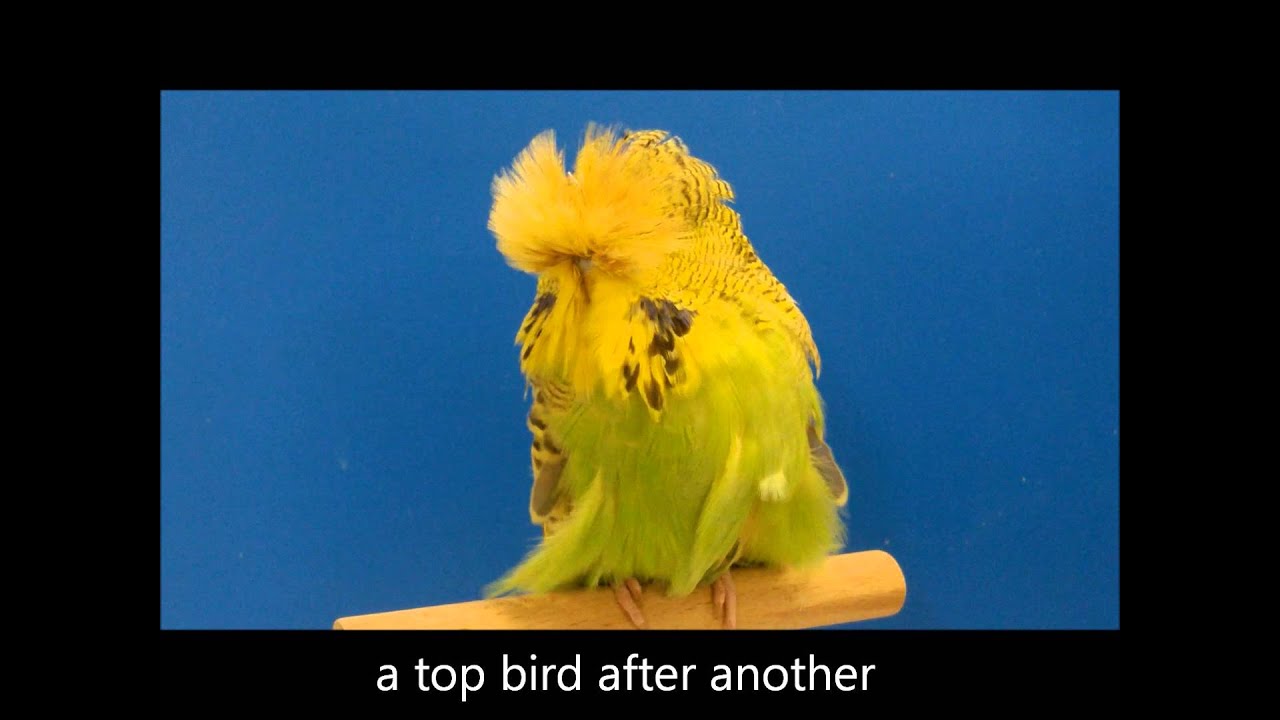 "Swiss Champion" Daniel Lütolf 2015