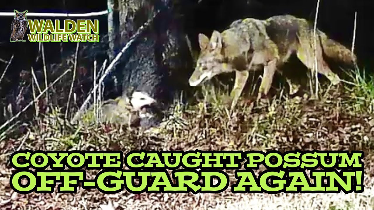 Coyote looked more concerned than feisty ‘lil possum!