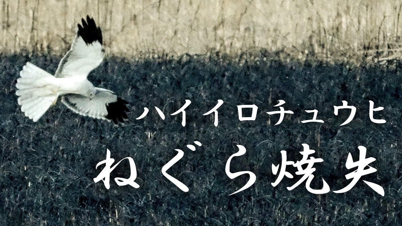 ねぐらを焼かれて彷徨うハイイロチュウヒ