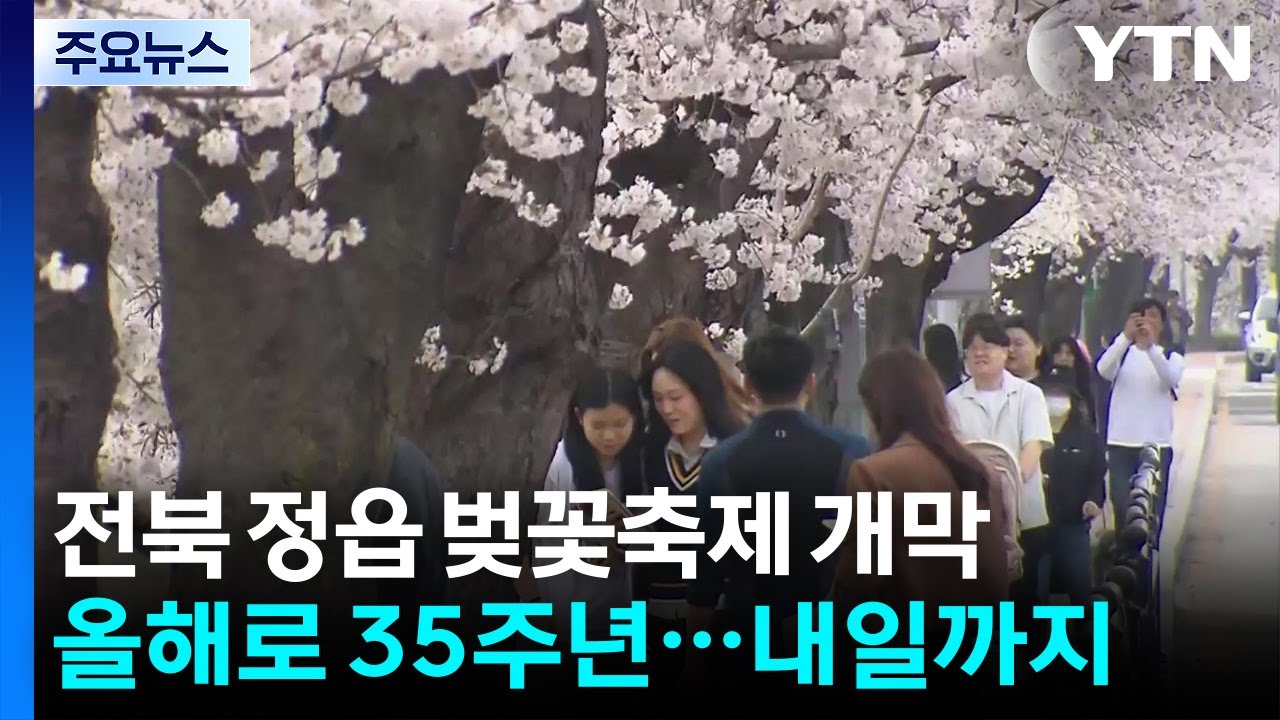 연분홍 꽃비 흩날리는 정읍...'벚꽃 축제' 상춘객 북적 / YTN