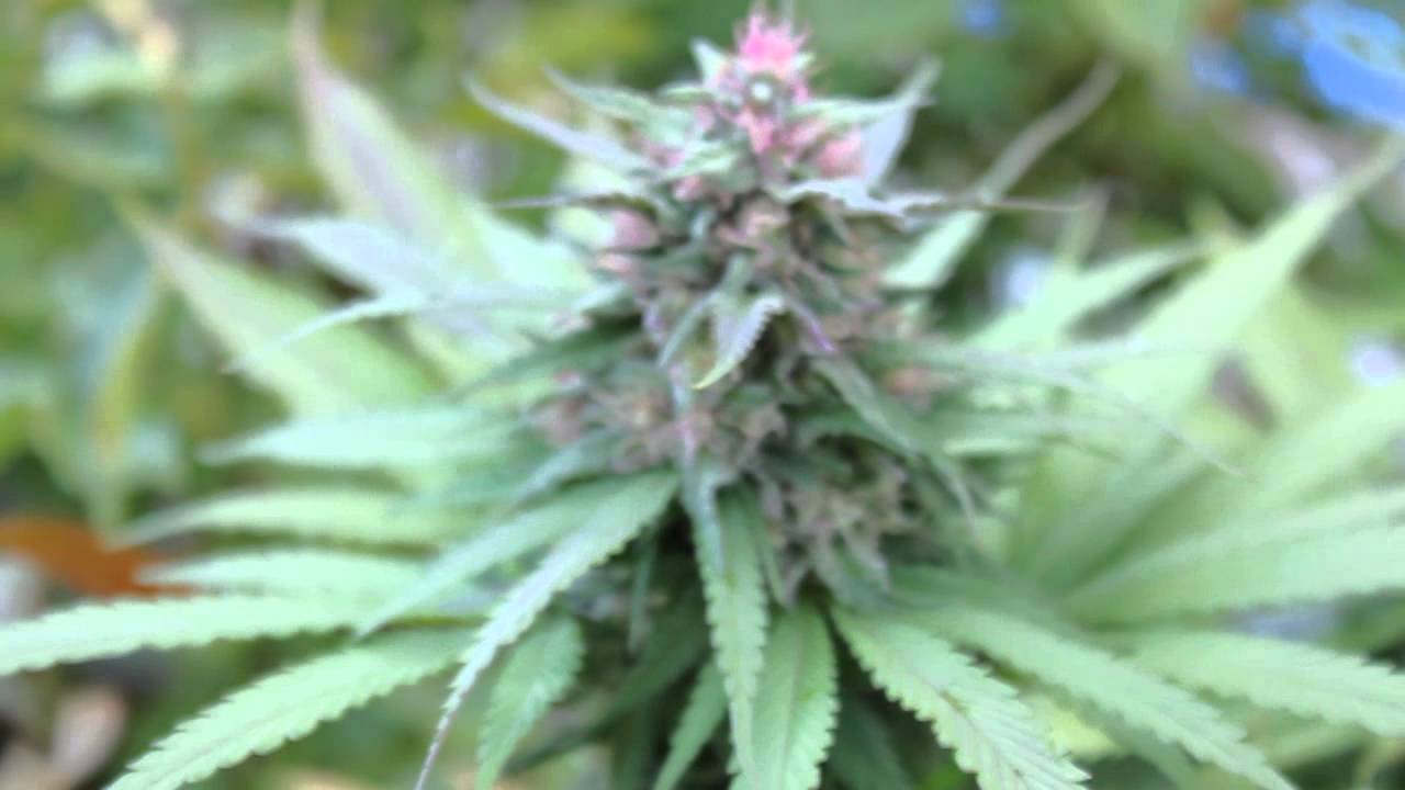 Blue City Diesel