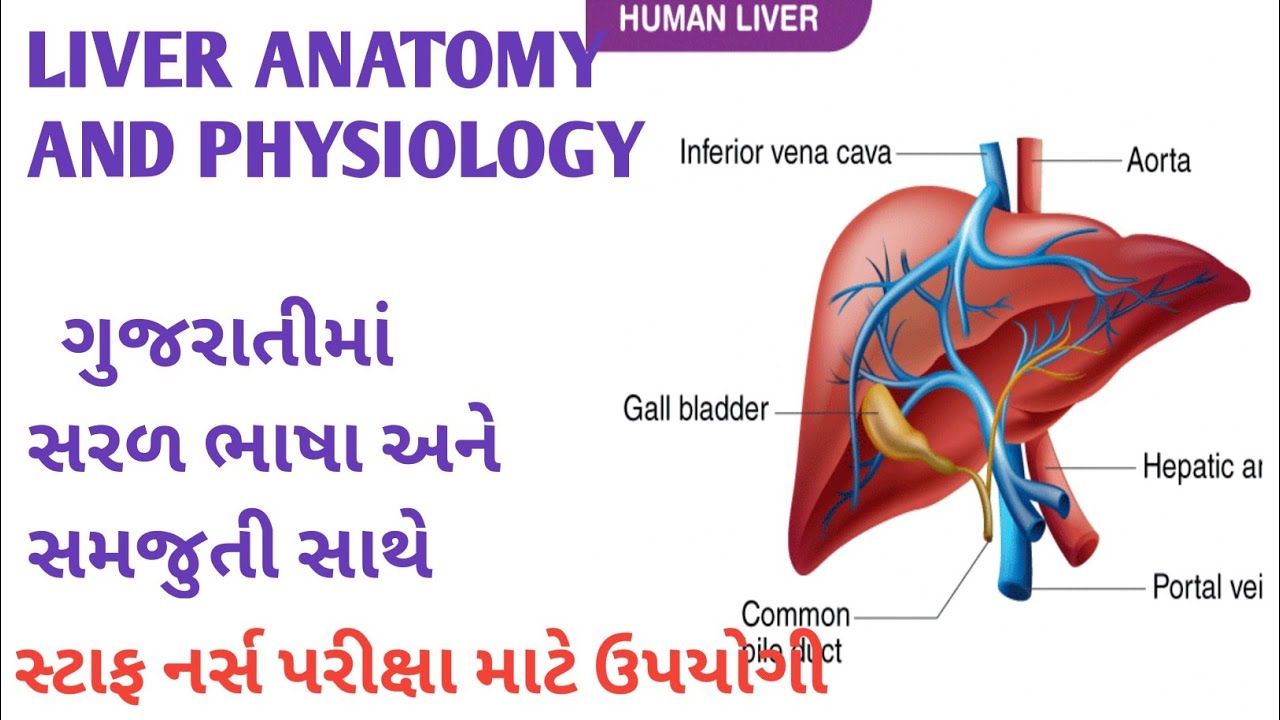 LIVER ANATOMY AND PHYSIOLOGY IN GUJARATI | STAFF NURSE EXAM| ANM| GNM| BSC NURSING