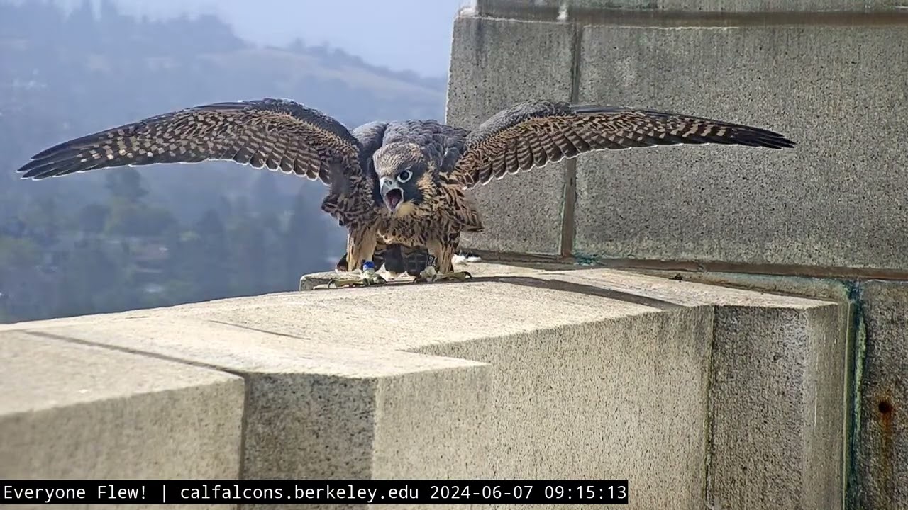 6-7-24 Little Boy Blue (Nox) Visits the Tower