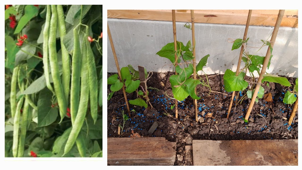 How to grow Runner Beans plants in the Garden in Uk/transplant outdoors #gardening #vegetables #uk