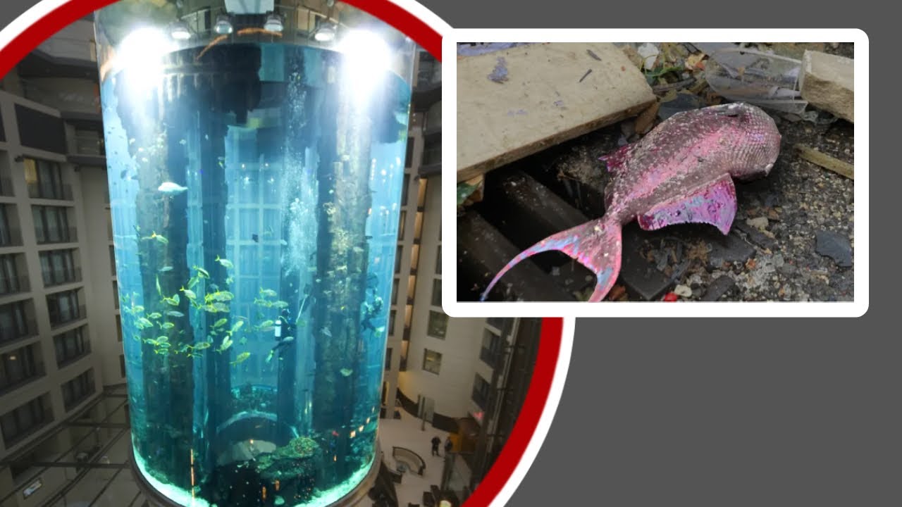 Wie der Aquadom das Ende der Aquarien einläutet