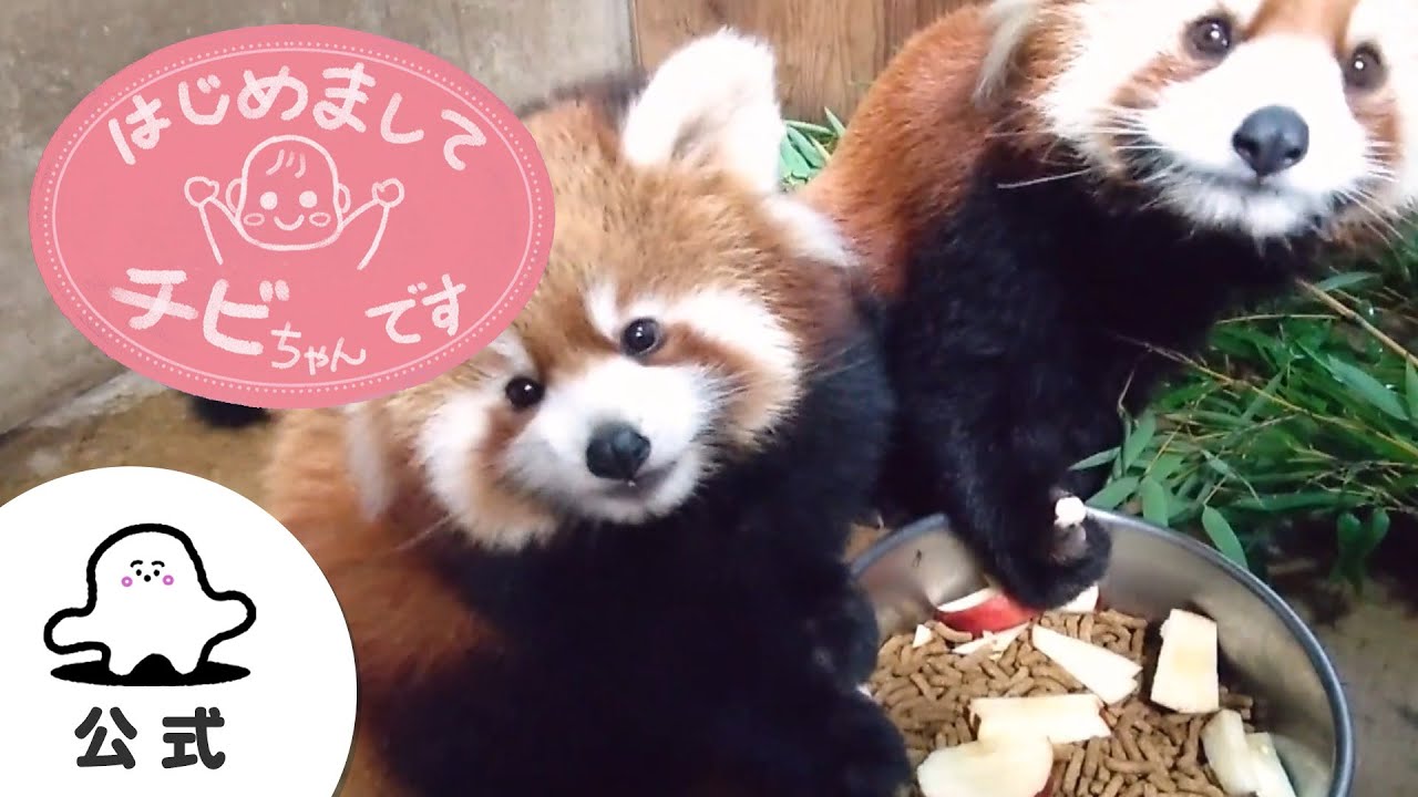 【赤ちゃんが喜ぶ】シナぷしゅ公式はじめましてチビちゃんです～いろんなチビちゃん～まとめ5│テレビ東京ｘ東大赤ちゃんラボ│赤ちゃんが泣き止む・知育の動画